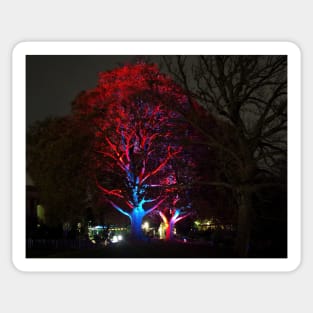 illuminate the gardens illuminated tree sheffield 2018 botanical gardens Sticker